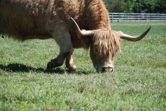 On September 5, 2009 Protection Engine No.1 held a Steak Night at SFD Headquarters.